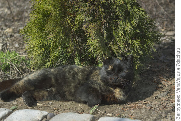 Муся отдыхает