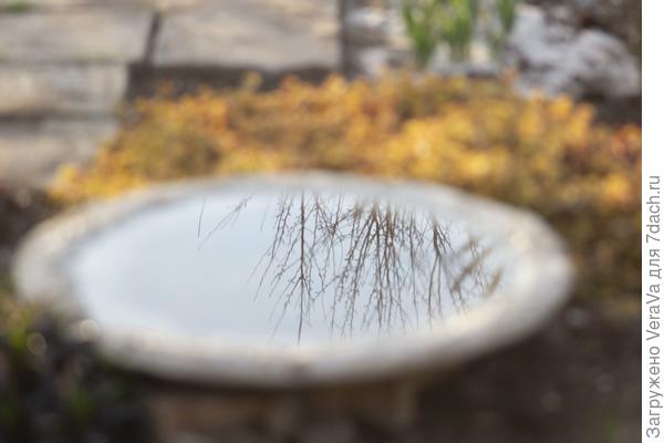 Тарелочки наполнены водой