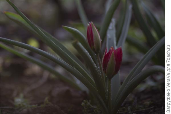 Первые распустившиеся