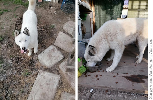 Белый волчок