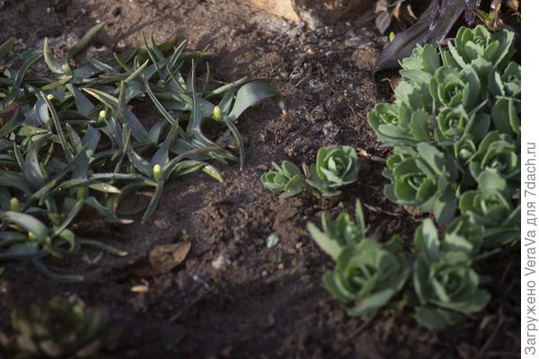 Белые мускари