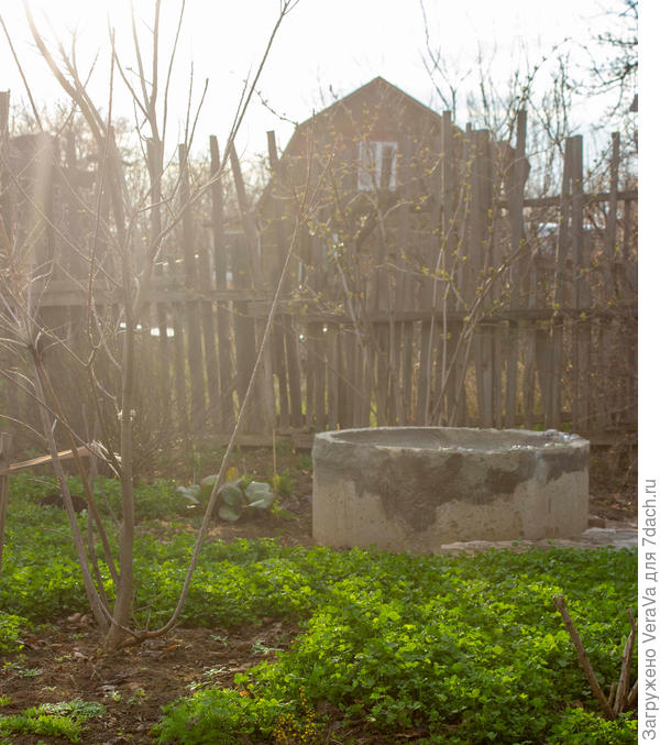 Клевер вовсю зеленеет