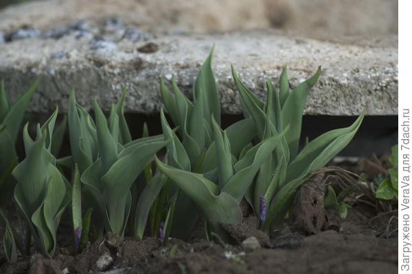 Тюльпаны под новыми бубликами из гипертуфа. А между тюльпанами кто-то сиреневый выглядывает (не помню, кого осенью зарыла:))