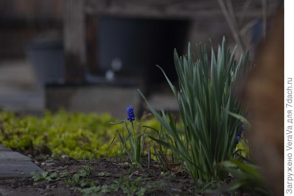 Первые мускари пошли