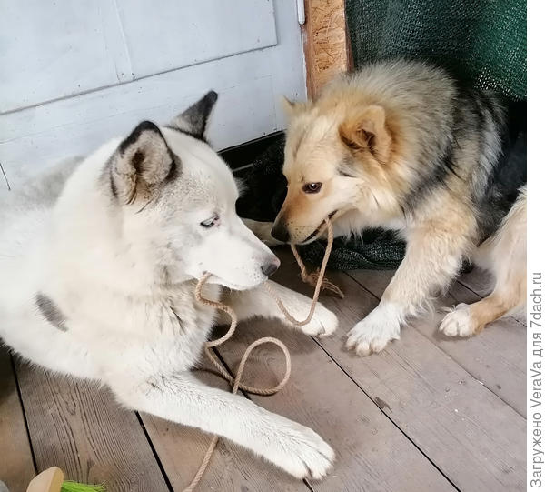 Перетягивание каната