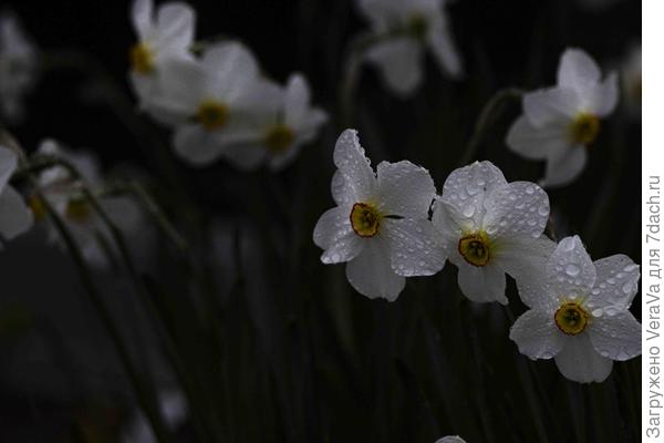 Нарциссы "От соседки"