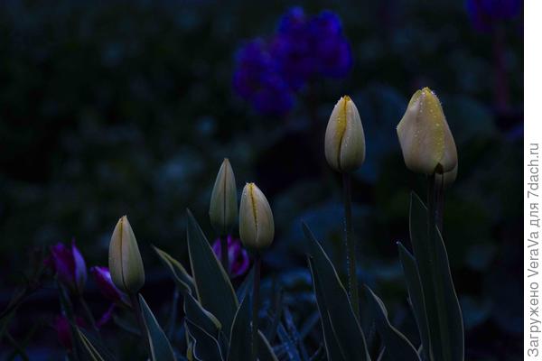 Гарант светит жёлтым пламенем.