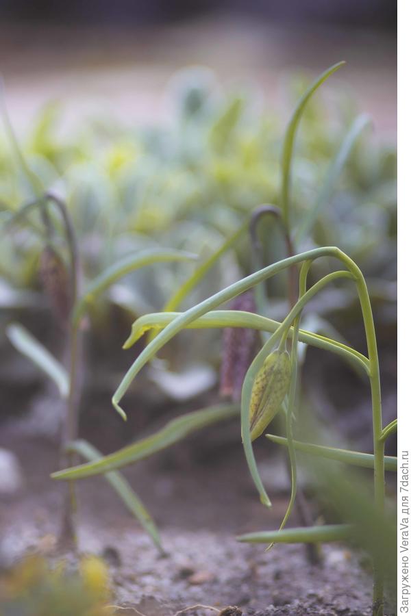 За ними подтянулись рябчики, которые вообще-то должны были быть белыми