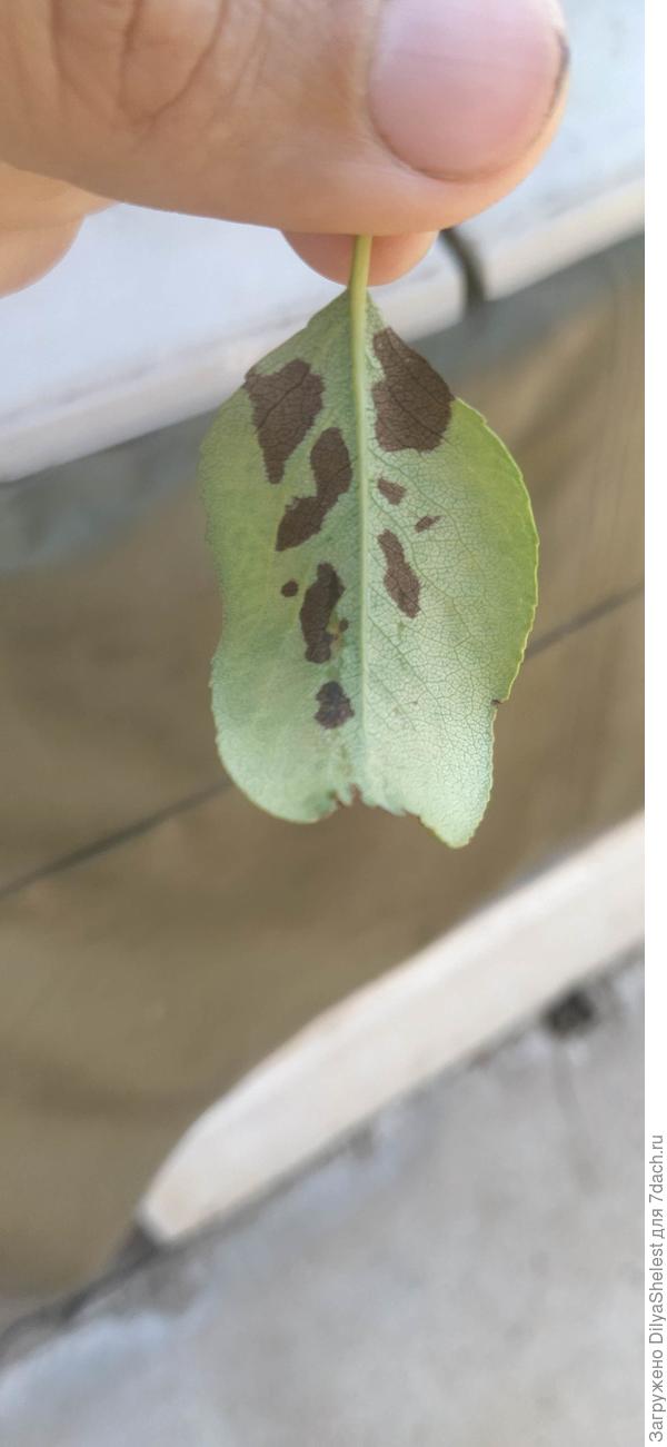 Лист изнутри