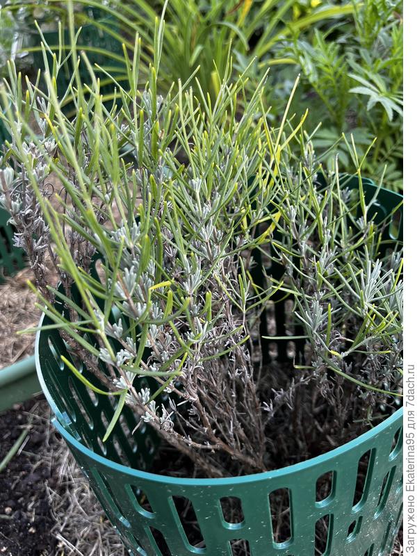 Отходит моя лавандушка )