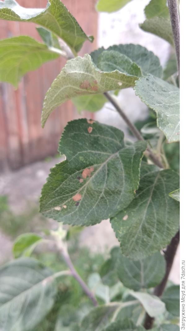 Лицевая сторона листа