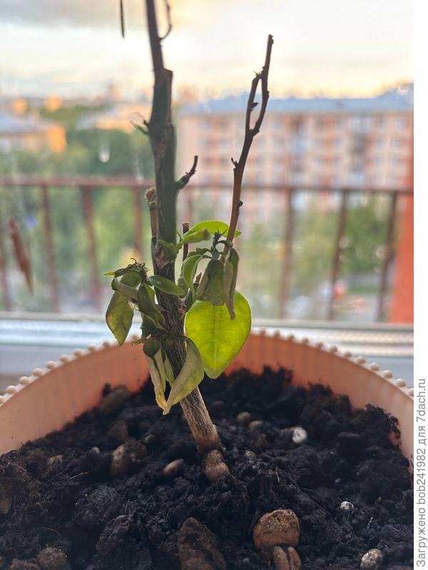 Апельсин, листья сохнут и скручиваются