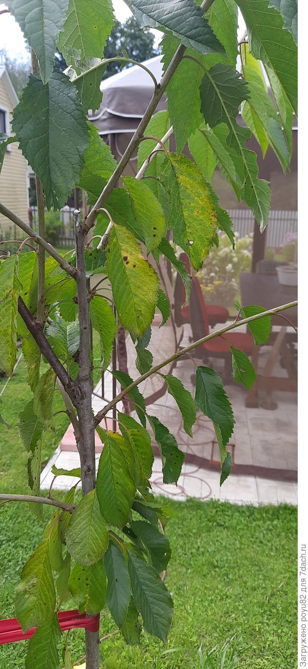 Черешня Ипуть.