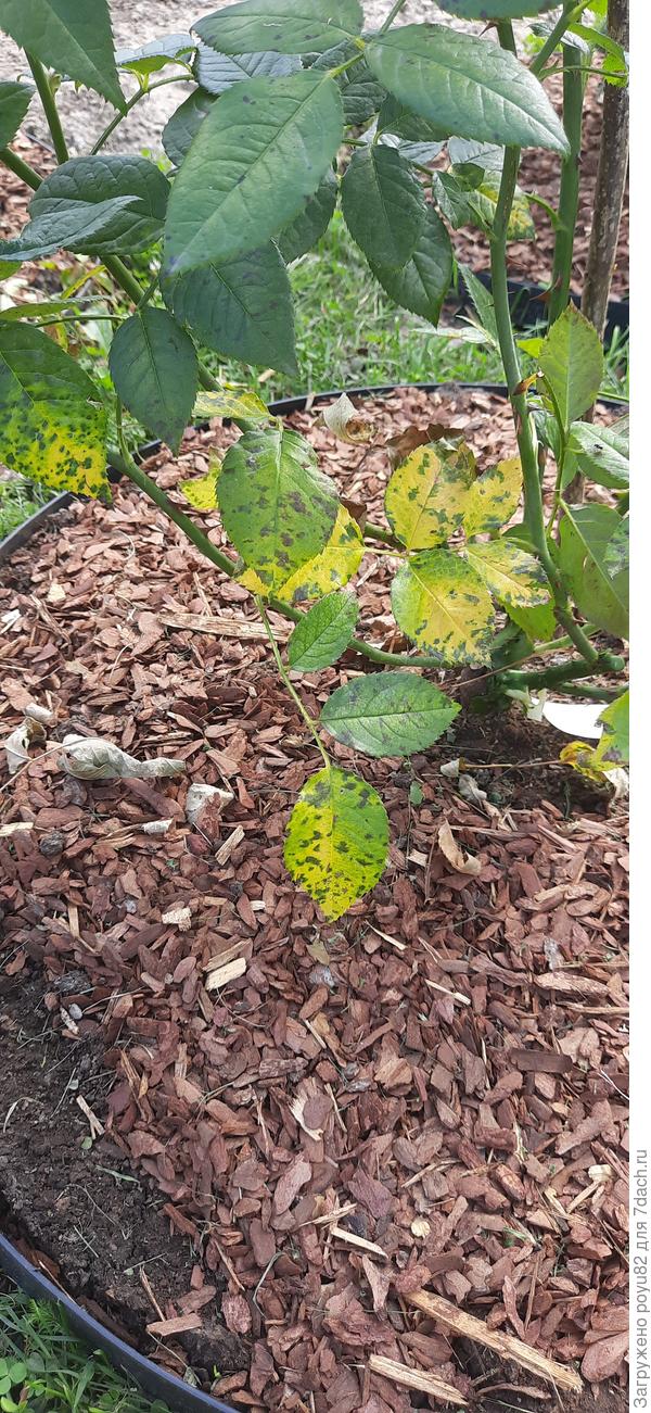 Роза Веддинг-Белс