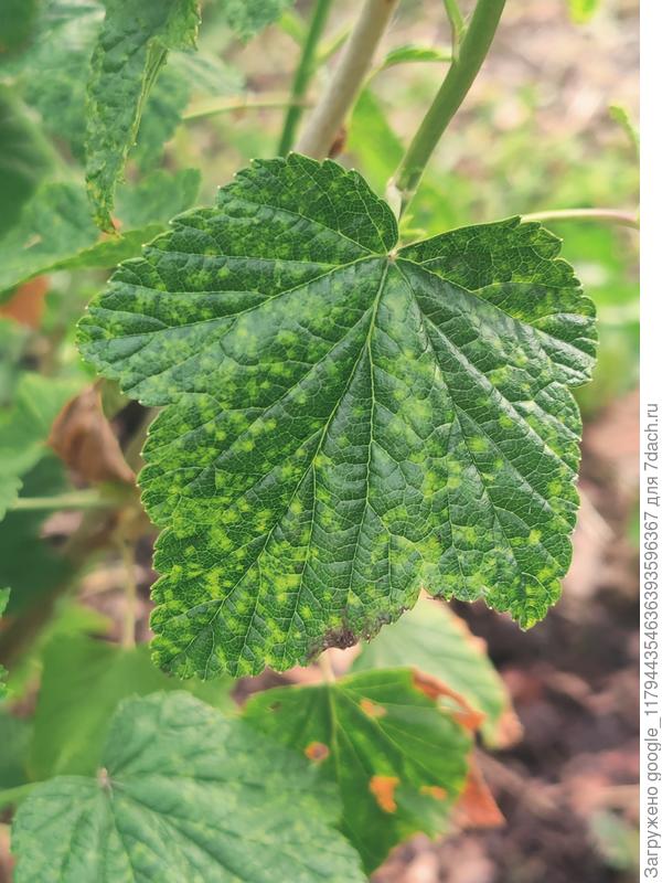 Лист смородины