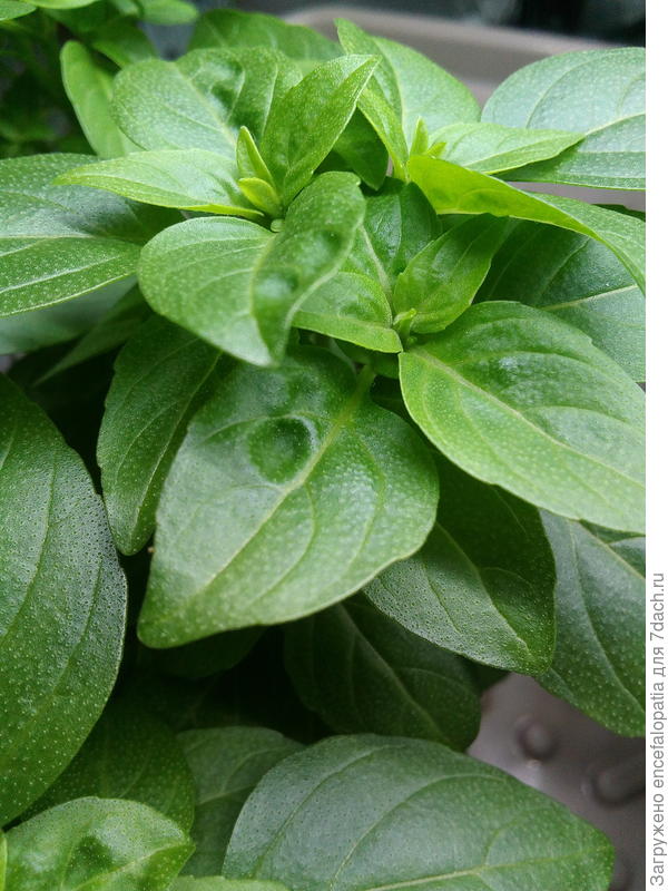 На новых листках верхних розеток