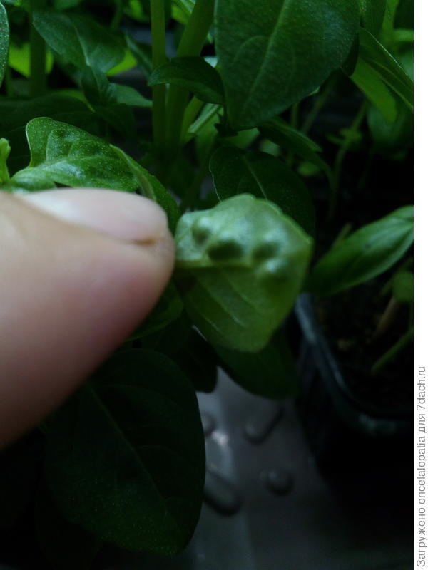 С оратной стороны