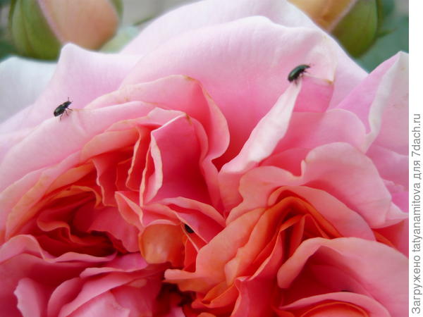 насекомые на розах, похожи на крестоцветных блошек