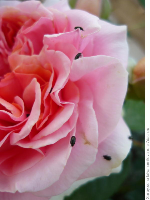 насекомые на розах
