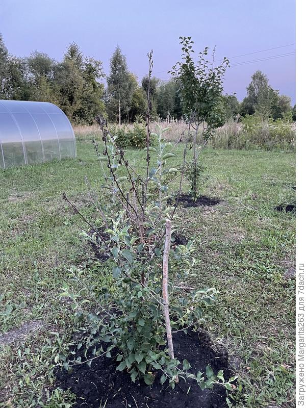 саженец3