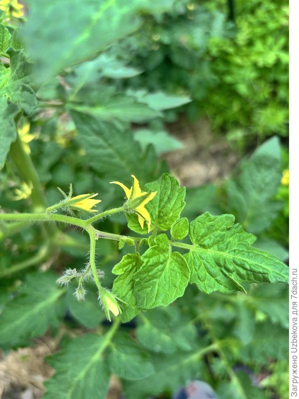 Цветочная кисть томата