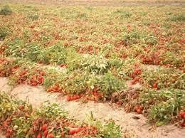 на земле фото3