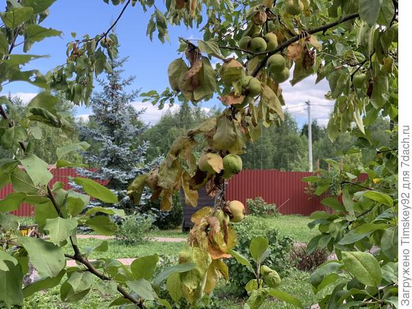 Листья на одном стволе умирают как будто обожённые