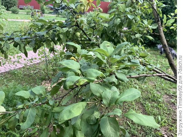 Пример нормальных здоровых листьев