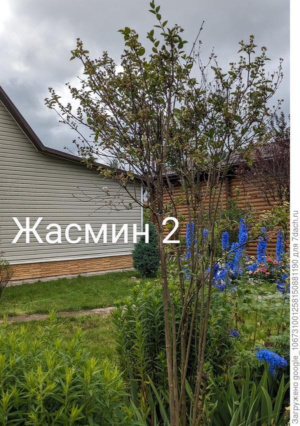 Жасмин 2