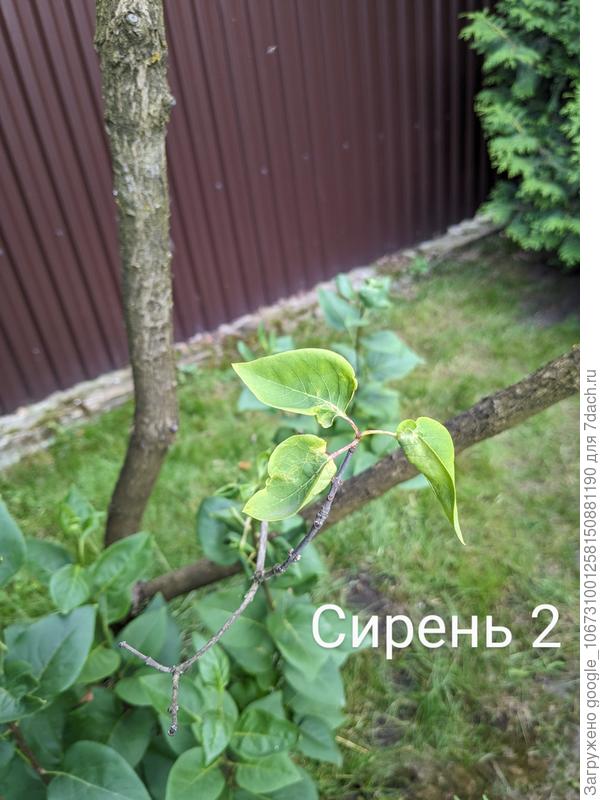 Сирень 2