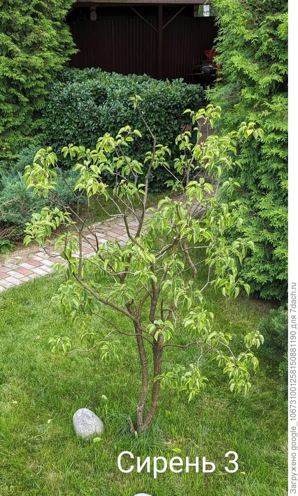 Сирень 3