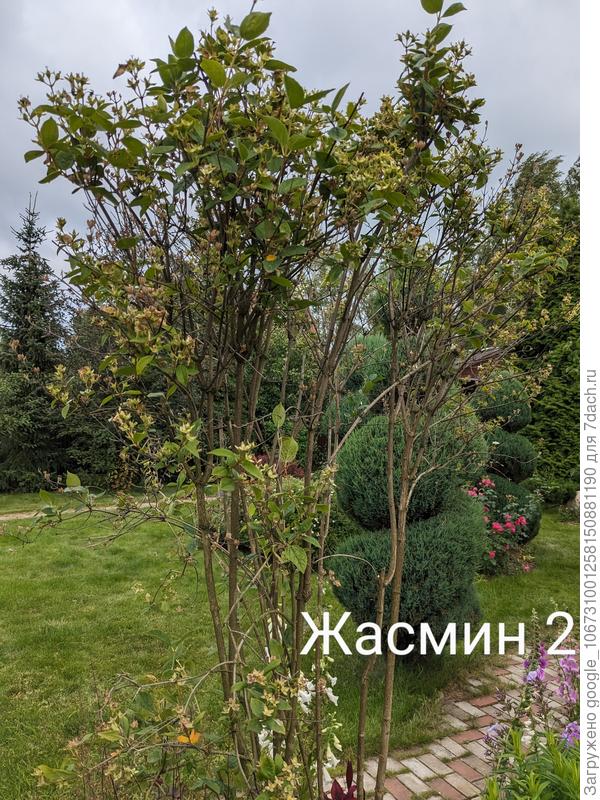 Жасмин 2