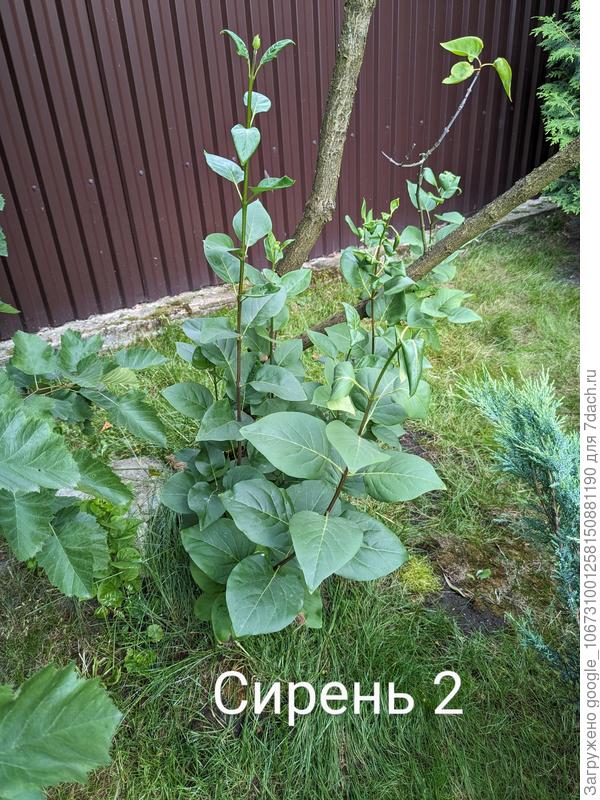 Сирень 2