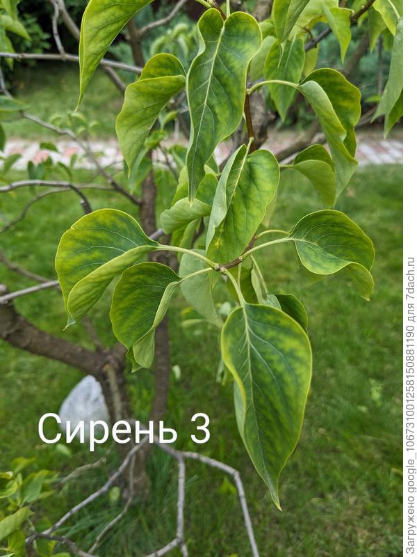 Сирень 3