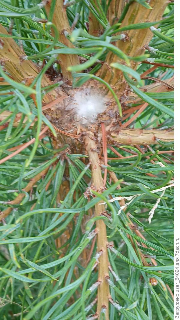 Образование на стволе сосны