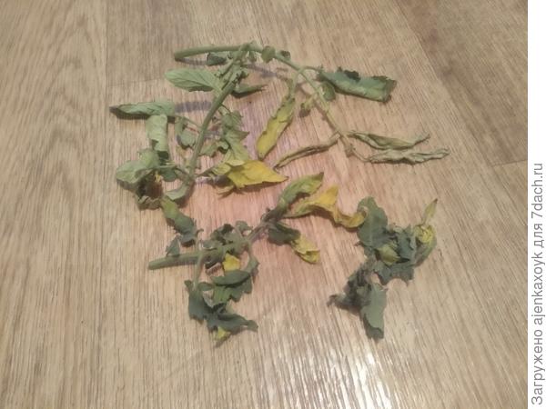 А вот и сами листочки