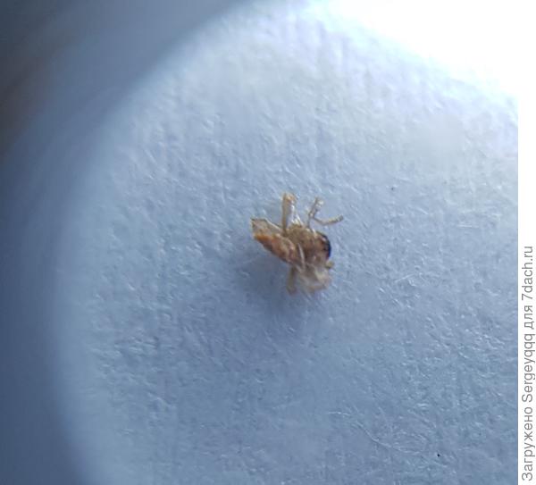 насекомое через лупу