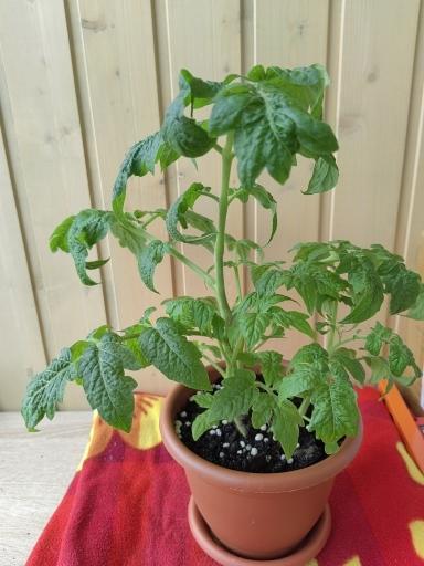 Другие томаты