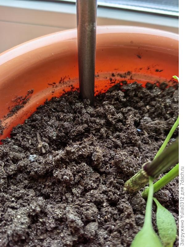 мошка на краю горшка