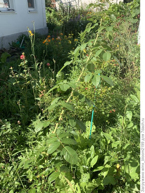 Роза плетистая