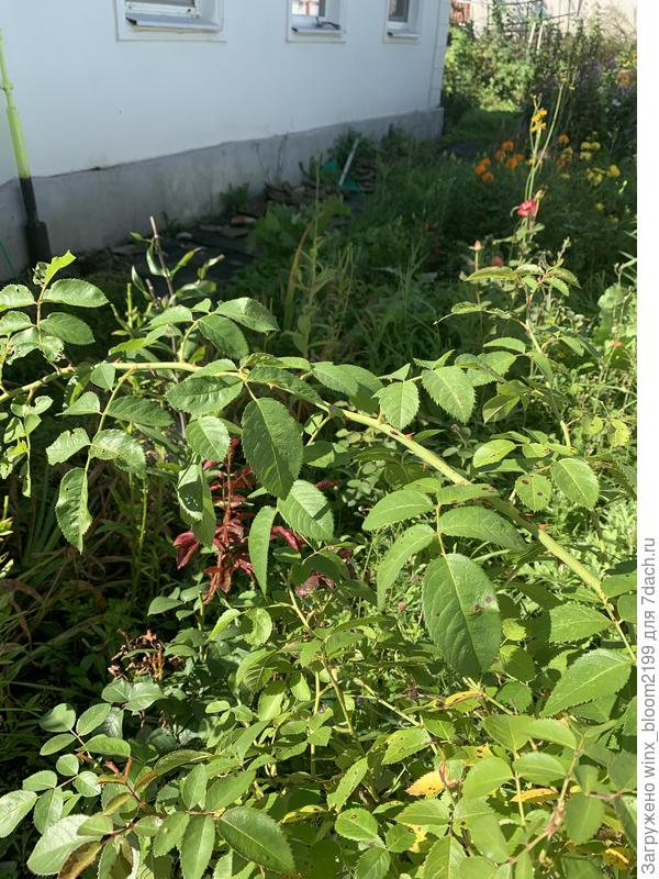 Роза плетистая