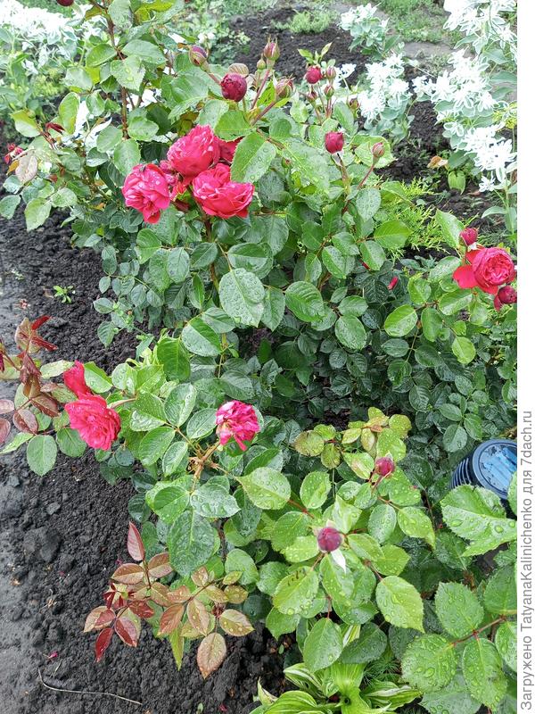 Эуфорбия и розы