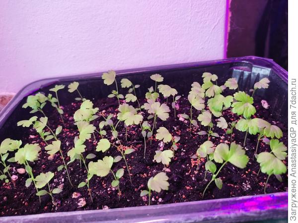 Сельдерей черешковый