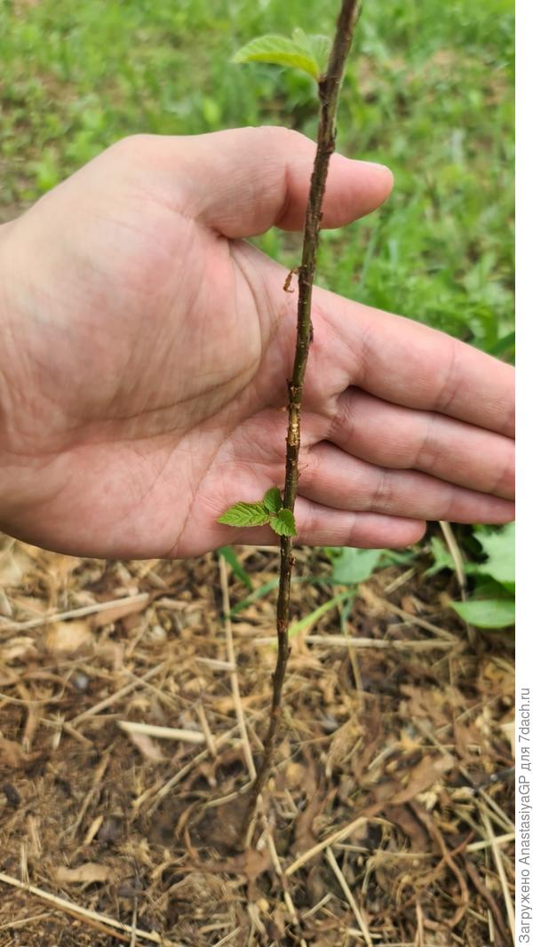 Вишня войлочная