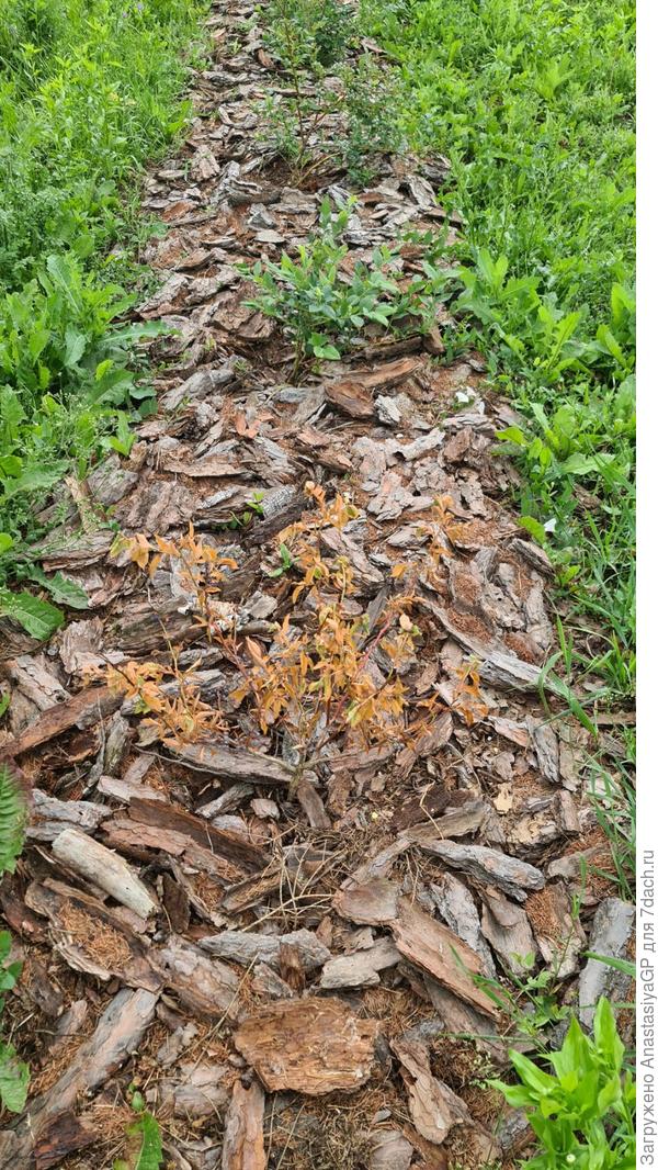 Голубика все кусты