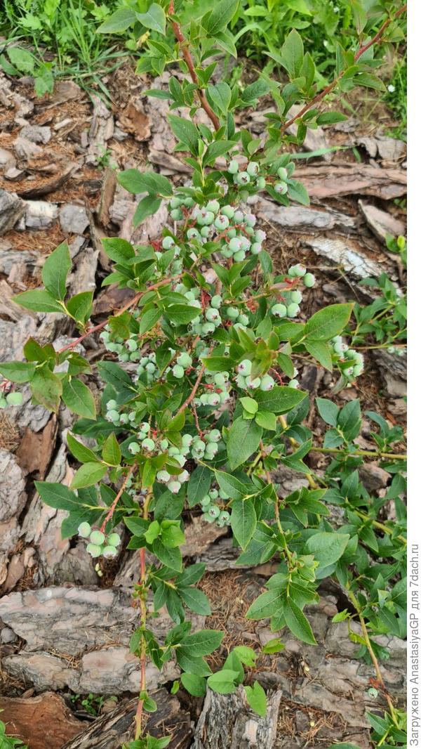 Вот остальные в тех же условиях .. плодоносят....