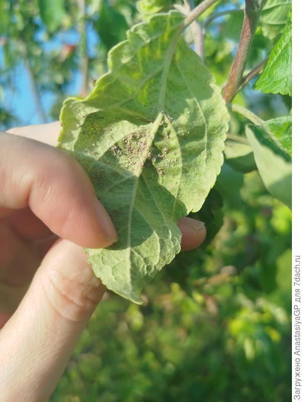 Лист с обратной стороны