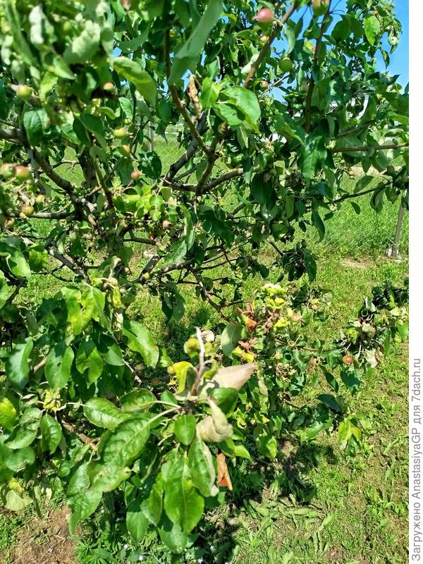 Яблоня