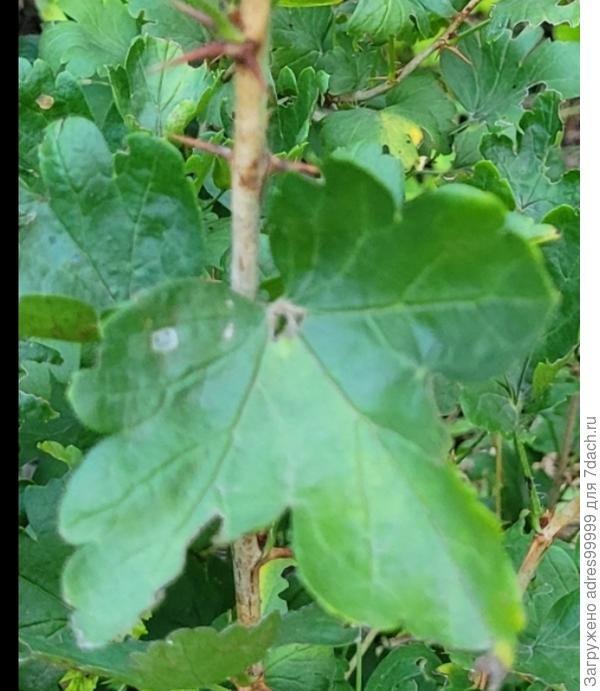 Новый высокий побег с крупными листьями