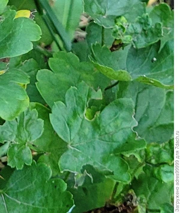 Обычные листочки. Бросается в глаза большой размер новых листиков